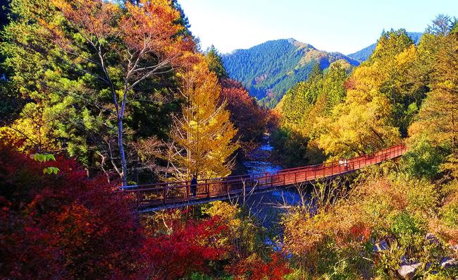 片足が不自由な妻の為、バリアフリーで温泉には入れて、紅葉の見れるところを探した。<br />選んだのは、瀬音の湯と紅葉の旅。<br />都心から近くて、バスに乗っていけるからお酒飲んでも安心、ゆっくり出来て、都の設備だから値段もリーズナブル。<br />そして、貸し切り風呂（要予約）に入れば、体の不自由な妻の髪や体も洗ってあげられる。<br />瀬音の湯温泉から、石舟橋をわたったところから、ふりかえっての撮影。銀杏の黄色が目立ちますが、それは東京都のマークですから、これでいいでしょう。<br />貸し切り風呂は１時間単位。さっぱりとして、地場の野菜や、東京都の離島の名産物なども買い物ができて、またゆったりとバスを待って、帰りました。体の悪いところがある家族をかかえても、ちゃんと楽しめるので、おすすめです。