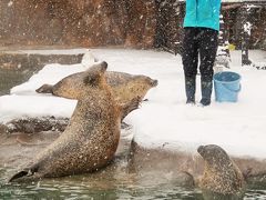 旭川-3　旭山動物園　ゴマフアザラシ　もぐもぐタイム/給餌　☆垂直筒を上下降//行動展示