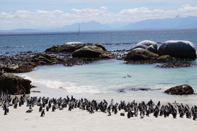 アフリカンペンギン- 南極に最も近い大陸から