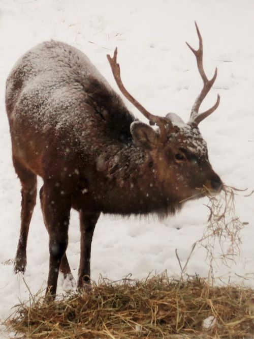 北海道大自然の神威　蝦夷鹿 北海道大自然の神威 蝦夷鹿 北海道大自然の神威蝦夷鹿
