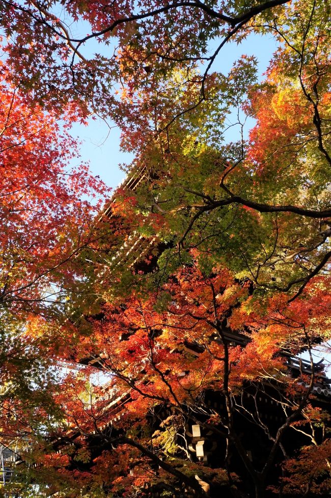 5.東山と哲学の道周辺（秋の京都２０１８）