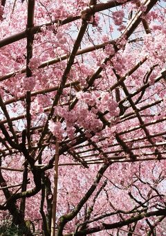 ひとりお花見部 2005　天龍寺～平安神宮～京都御所一般公開～ライトアップの二条城　　　京都詣でNo.4