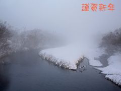 201９年１月野鳥撮影記録　Ⅰ