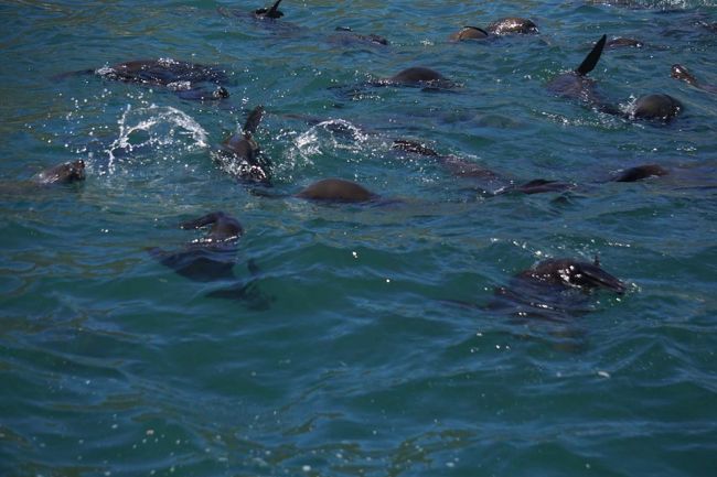 ドイカー島のアフリカンオットセイ