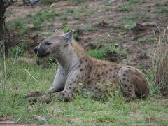 クルーガー国立公園　繁忙期は要予約ですね