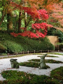 鎌倉　行く秋2018　明月院の後庭園の紅葉　　