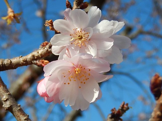 12月27日、午前11時半頃にふじみ野市にある亀久保西公園で冬桜を見ました。　咲き始めてから十月中旬以降、花の状況を見ていますがこの日に見た花はとても美しかったです。<br /><br /><br /><br />＊写真は素晴らしかった冬桜