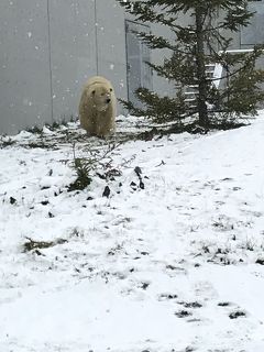 ピーチで一泊二日 ゴールデンカムイのひとり旅②