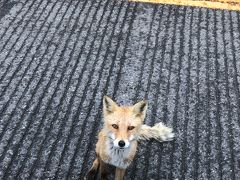 道東8日間　6日目　知床、羅臼、野付半島