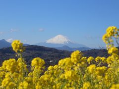 2019 早咲きの菜の花と富士山ウォッチング＠吾妻山