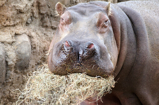 JALのガチャこと、どこかにマイルに初挑戦しました。<br />おたる水族館と円山動物園、時々スイーツの1泊2日。弾丸北海道旅行です。<br /><br />　　　　1日目：東京→小樽（https://4travel.jp/travelogue/11414376）<br />　　　　　　　おたる水族館 本館（https://4travel.jp/travelogue/11423494）<br />　　　　　　　おたる水族館 ショー（https://4travel.jp/travelogue/11425379）<br />　　　　　　　小樽グルメ→札幌（https://4travel.jp/travelogue/11427889）<br />　　　　2日目：朝食→円山動物園 寒い地域の動物<br />　　　　　　　　　　　　　　　　　　　（https://4travel.jp/travelogue/11433438）<br />今ココ→　　　円山動物園 暖かい地域の動物<br />　　　　　　　札幌→東京（https://4travel.jp/travelogue/11444804）