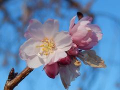 美しかった冬桜その後(1月4日観察)