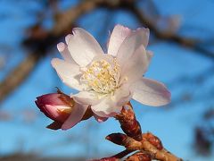 美しかった十月桜その後(1月4日観察)