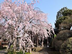 ひとりお花見部　2018 だいたい都内まとめて篇