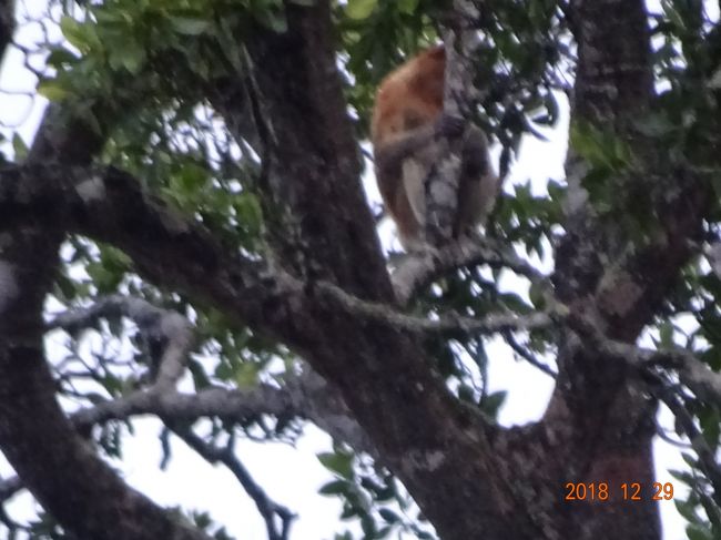 初めてのコタキナバル２日目の午後は、ネットで見つけたボルネオ　ツーリーフトラベルに申し込んで、ガラマ川リバークルーズに行きました。<br />コタキナバル市内からは片道車で２時間かかりますが、突然の雨の中でも、ボルネオ島固有種のテングサルが見れてよかったです。また、うまく雨が上がって、木に集まったたくさんの蛍が作り出す、天然のクリスマスツリーもたくさん見れて感動的でした。片道２時間ですが、行ってよかったです。