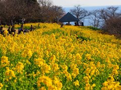 春の足音　菜の花満開吾妻山公園