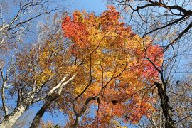 秋の優雅な箱根旅行♪　Vol.17　仙石原：ガラスの森美術館　紅葉ときらめくガラスの競演♪