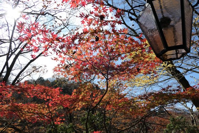 秋の優雅な箱根旅行♪　Vol.15　仙石原：ガラスの森美術館　紅葉ときらめくガラスの競演♪