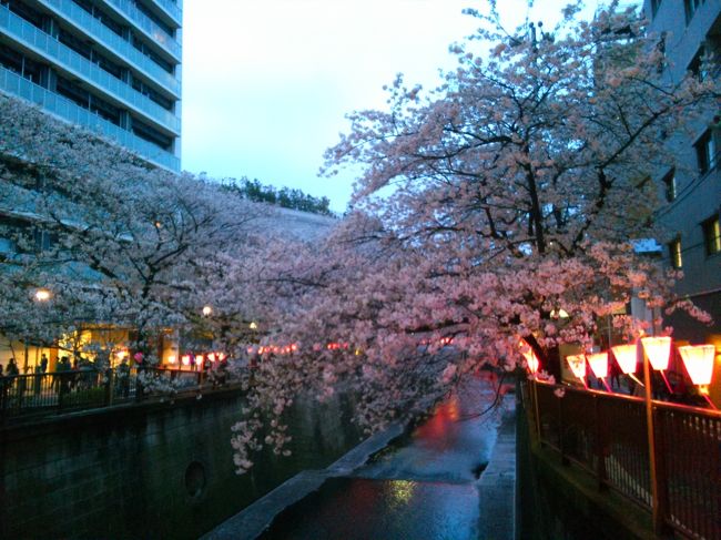 目黒川の夜桜も美しい。桜と暖かい風に春の訪れを感じた。