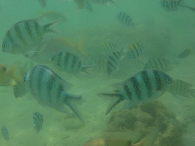 コタキナバル４日目は、午前中サピ島に行って、水泳ゴーグルで魚探しをしてきました。シュノーケリングセットを借りませんでしたが、水泳ゴーグルでも結構楽しめました。<br />午後は、ランチでカレー、デザートはココナッツアイスを食べ、その後サテーを食べて、地元のおいしいものをはしごし、コタキナバルの旅を終えました。