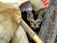 ヤンゴン動物園