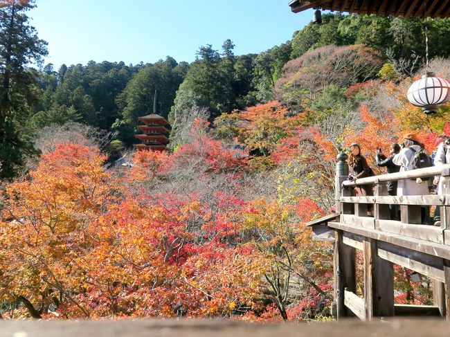 長谷寺へは娘時代、両親と妹と一緒に室生寺と合わせて訪れたことがあります。寒い季節だったので、ひと気がなくて深閑として、とても良かった記憶があります。今回は3連休の中日、それも紅葉の時期とあってかなりの人出でした。<br /><br />ところで、私にとって長谷寺はぜひ訪れたい場所でした。それも特に紅葉の季節に。<br /><br />実は以前、「紅葉の長谷寺」というジグソーパズルを持っており、そのシーンを一度自分の目で見てみたかったのです。「この角度からのまさにこの場面」を見ること、ジグソーパズルになったドンピシャのシーンを見つけた時の感動はなかなかのものなんですよ。アニメやドラマのファンがロケ地を聖地として訪れる気持ちに近いかもしれません。<br /><br />このたび念願叶って、紅葉の季節の長谷寺訪問。<br /><br />そして見つけました~、ジグソーパズルのあのシーン!人気のビューポイントは人が絶えることがなく、写真にはうまく撮れませんでしたが、しかと見て来ました。<br /><br />~*~*~*~*~*~*~*~*~*~*~*~*~*~<br /><br /><旅行スケジュール><br />★印が本旅行記で取り上げた場所<br /><br />11月23日(祝) 東京発(06:56)こだま633号で三河安城へ<br /> ツアーバスに乗り換え、高野山へ<br /> 高野山 奥の院<br /> 夜の壇上伽藍<br /> <高野山宿泊>宿坊「宝城院」<br /><br />11月24日(土) 朝の壇上伽藍<br /> 談山神社<br /> ★長谷寺<br /> 室生寺<br /> バスで三河安城へ<br /> 三河安城発(20:16)こだま682号で東京へ