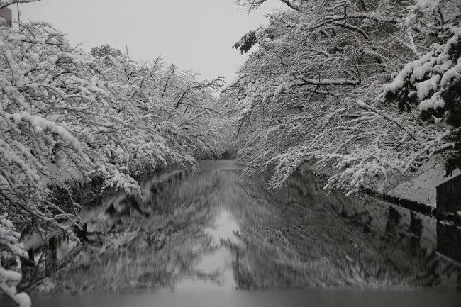 青森に雪が降ったと聞いたので、雪を見に青森に行ってきました！<br />12月には降りすぎて、弘前から青森まで帰って来るのが怖いくらいだったので、午後3時30分には弘前を出ました。桜の木のライトアップが見られなかったのが残念！<br /><br /><br />12/6　はやぶさ35号【東京18:20発】で青森へ。<br />12/7　青森市内散策。　<br />ランチは『中華そばきた倉』で季節限定『冬』味噌ラーメンをいただきます。（バターをトッピング！）<br />夜は、居酒屋『いなげ家』で「大間産本マグロ盛り合わせ」をオーダー。<br /><br />12/8　弘前城へ雪を見に行く！<br />ランチはフレンチレストラン『山崎』でミニフルコース<br />大雪過ぎて、午後3:30に退散。車じゃなくてJRで行くべきでした。<br /><br />12/9　この日も大雪。遠くに出かけるのは止めて青森県立美術館へちょうど『新海誠展』の最終日。結構混んでいました。<br />はやぶさ38号【新青森18:24発】で帰京。<br />