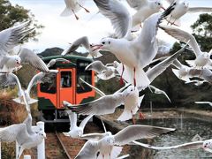 ゆりかもめ舞う佐久米駅その後の様子と奥浜名湖自然歩道歩き♪