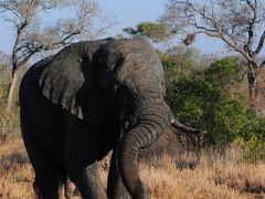 絶景を求めて南アフリカ・サファリの旅その03～クルーガー国立公園／感動続くサファリ2日目