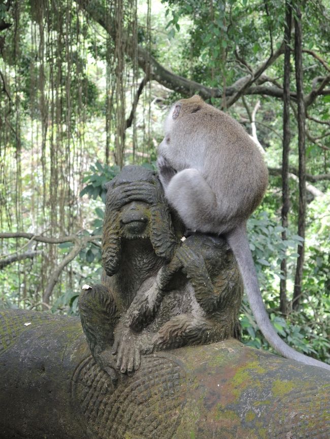 2018年11月8日　ウブド四日目　<br /><br />今回の旅行は、バリ3回目ということもあって、あまり動き回らずのんびりと･･･というつもりでしたが、いろんな事情もあって（一番は、じっとしていられない貧乏性が原因ですが）普段にも増して忙しくあちこちを駆け回ることに。<br /><br />まあ、それはそれでいいのですが、やはりせわしない感も。<br /><br />そんななかで、この日はノープラン。<br />ブラブラとウブド市街のモンキーフォレスト、王宮、市場などを散策して、歩き疲れたらお昼寝。夜はバロンダンスでも観に行きましょう。<br /><br />そんな訳で、思いがけず忙しくなったホリデーの中のゆったりした休日という訳です。<br /><br />（表紙写真はモンキーフォレストのモンキー　石のモンキーと生のモンキー）