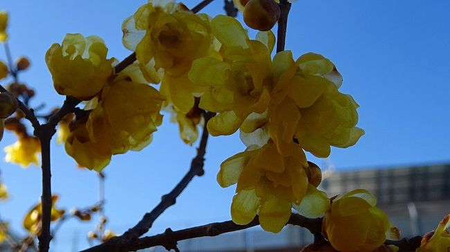 上巻からの続きです。<br /><br />写真は、瑞原の苗圃に咲く蝋梅の花。