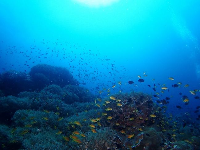 シキホール ダイビング編：年末年始Dauin→Siquijor