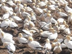 アフリカ大陸南の端っこ(10)　ナマクアランドツアー 鳥がいっぱい