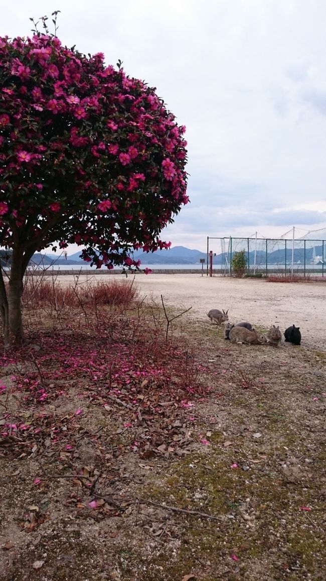 うさぎ島1日目。<br />楽しみに楽しみにしていた「うさぎ島」にいよいよ上陸です。<br /><br /><br />どうしても閑散期に行きたかったので、子どもたちの冬休みは久しぶりに南国以外になりました。北海道の冬休みは1月20日まで!!長い!<br /><br /><br />スーツケースにいっぱい詰めたエサは余ることはなかったです。<br />うさぎの写真ばかりなので、特に誰かの役には立つこともなさそうなので、興味の無い方はスルーしてください。<br /><br /><br /><br />☆家計簿記録用☆<br />フェリー(往復)子ども310,大人620<br />昼ごはん1000,洗濯400,レンタサイクル400×3<br />休暇村大久野島23,650=支払い16,650(楽天ポイント7000使用)<br /><br />