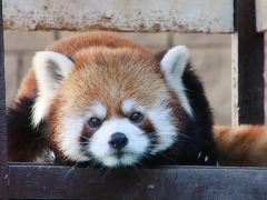 新春2019・静岡レッサーパンダ遠征（３）浜松市動物園（午後編）まったりホッキョクグマのモモちゃんとバフィンママから展示交代で屋外に出たレッサーパンダのチイタくんと屋内でのキララちゃんの夕食まで