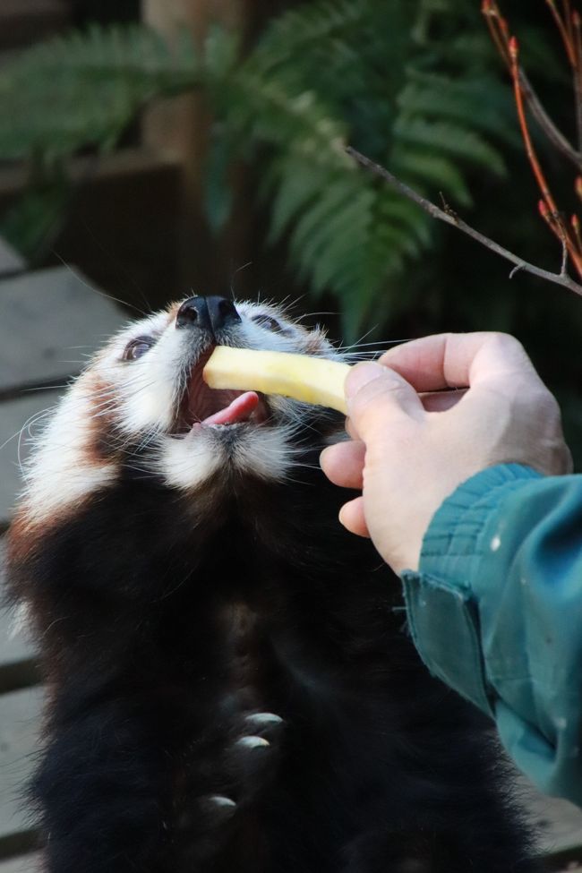 ４年ぶりの浜松市動物園。<br />アドベンチャーワールドからレッサーパンダのキララちゃんがお嫁に行った後、どう過ごしているか見に行きたいと思っていました。<br />それから、21才のご長寿のキンタロウじいちゃんにも会っておきたいと思っていました。<br />キンタロウじいちゃんは、少し前までは元気そうな姿をインスタグラムの投稿などで見ていたので、きっと会えるだろうと期待していたのですが、残念ながら私が再訪した元旦は、キンタロウじいちゃんには会えませんでした。<br />地元のレッサーパンダ・ファンさんによると、獣医さんが来ていたというので、具合が悪いのではないかと気にしていたのですが、悪い予感は当たるもので、まもなく公式サイトに訃報のお知らせがありました。<br />もう少し早く再訪すればよかったです。<br />でも、当日はキンタロウじいちゃんのことが気がかりでしたが、元気の過ごすキララちゃんと、年齢を経てますます可愛くなったチイタくんには会えました。<br />レッサーパンダの恋の季節には若干早かったので、期待したように同居していませんでしたが、屋外展示場と室内とで、昼頃に入れ替えがありました。<br />そして10時30分から11時頃と16時頃のリンゴの差し入れの時には、食事をする可愛い姿が見られました。キララちゃんもチイタくんもしっかり立った姿を見せてくれました。<br />リンゴの差し入れ時間の情報はインスタグラムを通じて地元のファンさんに教えてもらっていたので、見逃さずにすみました！<br /><br />浜松市動物園で撮れた動物の写真の旅行記は、だいたい午前編と午後編に分けました。<br />ルート通りに回らず、最初にアムールトラやライオンやゾウがいる方に向かい、４つ子の赤ちゃんがいる３番目当てのカピバラ一家を見てから、レッサーパンダ舎に向かいました。<br />そして午前のリンゴの差し入れの後、レッサーパンダたちがまったりしてきたので、サバンナの方にまわり、２番目当てのホッキョクグマ舎に向かう途中、これまでの２回の訪問ではスルーしていたゴリラ・オランウータン・チンパンジーにも会いに行きました。<br />日がよく当たる類人猿舎はぽかぽか暖かかったので、１頭ずつ交代展示のオランウータンのハリちゃん以外はみんな屋外展示場に出ていました。<br />屋外展示場の方には名前の紹介がなかったので、ひょっとしたらと思って屋内の方に回ってみたら、そちらに個体紹介や近況が掲示されていました。<br />動物が屋外にいて、屋内にいないと分かっていても、屋内の方に個体紹介がある動物園は多いので寄ってみると良いことに、最近やっと気付きました。<br />最初に見ることができたアムールトラもライオンも帰り際に屋内展示場に入ってみたら、個体紹介がありました。<br /><br />ゴリラたちを見に行った後は、２番目当てのホッキョクグマをめざし、その途中で４番目当てだったツキノワグマの子供たち、航（ワタル）くんと華（ハナ）ちゃんに会えました。<br />体は大きくても航くんの方がやんちゃで、弟みたいでした。<br /><br />昼過ぎにレッサーパンダの展示交代があり、15時15分からホッキョクグマの食事タイムがあったので、レッサーパンダ舎とホッキョクグマ舎の間は２往復することになりました。<br />浜松市動物園は中規模の動物園ですが、目当てのトップ２の動物が離れたところにいたため、行ったり来たりとなかなか大変でしたが、その行き来の途中の動物たちには２度３度会うことになったので、最初に会ったときには寝ていた子たちが、２度３度目には起きて活動していたりなど、違う様子が見られて良かったです。<br /><br />＜2019年元旦と２日のレッサーパンダ遠征の浜松市動物園と日本平動物園の旅行記のシリーズ構成＞<br />□（１）元旦の浜松アクセス・家康くんと直虎ちゃんに迎えられた４年ぶりの浜松市動物園・４年前と同じく浜松グルメはうなぎの八百徳駅南店にて＆元旦のお泊まりホテルは「くれたけインプレミアム静岡」<br />■（２）浜松市動物園（午前編）ジェフロイクモザルからツキノワグマの楽しい航くんと強い華子ちゃんやまったりヒグマたちまで～レッサーパンダのキララちゃんの立ち姿が見られた午前のリンゴタイムと可愛すぎるチイタくん<br />□（３）浜松市動物園（午後編）まったりホッキョクグマのモモちゃんとバフィンママから展示交代で屋外に出たレッサーパンダのチイタくんと屋内でのキララちゃんの夕食まで<br />□（４）レッサーパンダたちの近況年賀状で迎えられた日本平動物園いろいろ～干支展のイノシシとツチブタ＆レッサーパンダのシーちゃんの育児日記＆一応グルメと静岡みやげ<br />□（５）日本平動物園（前編）去年生まれのレッサーパンダの子供たちは、小さなお兄ちゃんのまるおくんと大きな妹のまるこちゃん＆アビシニアコロブスの親子<br />□（６）日本平動物園（後編）ラブラブアクティブなホッキョクグマのロッシーとバニラちゃんと猛獣館の仲間たちやアジアゾウのトレーニング～猛獣館299や夜行性動物館の動物たち他<br /><br />浜松市動物園の公式サイト<br />http://www.hamazoo.net/index.php<br /><br />＜タイムメモ（浜松市動物園・詳細）＞<br />【2019年１月１日（火）】<br />05:20　家を出る<br />06:57　JR品川駅に到着<br />07:10　品川駅発東海道新幹線ひかり461号に乗車（指定席）<br />08:30　浜松駅到着<br />（みどりの窓口で帰りの指定席券をぎりぎりゲット）<br />08:46　浜松駅発舘山寺行きのバスに乗車<br />（北口バスターミナル１番のりば館山寺温泉行き）<br />09:25　動物園前の停留所に到着<br />（運賃580円／Suica不可）<br />09:35　浜松市動物園に入園<br />（開園時間09:00／キャリーバッグをロッカーへ）<br />09:40　着ぐるみの直虎ちゃん・家康くんの撮影<br />09:40-09:45　ジェフロイクモザル<br />09:50-10:00　アムールトラのローラ<br />10:00-10:05　ライオン<br />10:05-10:10　アジアゾウの浜子<br />10:10-10:20　カピバラ親子（四つ子の赤ちゃん）<br />10:20-11:15　レッサーパンダ（屋外キララ・屋内チイタ）<br />（ちょうど朝ご飯／キララの立ち姿）<br />11:15-11:20　カピバラ親子（四つ子の赤ちゃん）<br />11:20-11:25　ミーアキャット<br />11:30-11:35　キリンとシマウマ<br />11:45-12:00　ゴリラ・オランウータン・チンパンジー<br />12:00-12:05　ロバ<br />12:10-12:15　イノシシ（熟睡中）・ポットベリー（ミニブタ）<br />12:20-12:35　ツキノワグマの航と華<br />12:35-12:40　ヒグマのゴローとピリカ<br />12:40-13:35　ホッキョクグマのバフィンとモモ母子<br />（後半はベンチで休みながら見学<br />13:35-13:40　フンボルトペンギン）<br />13:40-13:50　ヒグマ・ツキノワグマ<br />13:50-13:55　クジャク<br />14:00-14:25　サバンナ前の売店・休憩所でランチ休憩<br />14:30-14:55　レッサーパンダ（屋外チイタ・屋内キララ）<br />（13:30頃に屋外と屋内の入れ替えがあった）<br />14:55-15:00　アフリカタテガミヤマアラシ・カナダヤマアラシ<br />15:00-15:05　温泉カピバラ<br />15:05-15:10　ヒグマのゴローとピリカ<br />15:10-15:25　ホッキョクグマのバフィンとモモ母子<br />（15:15～ホッキョクグマのおやつ）<br />15:25-15:30　アメリカビーバー<br />15:30-15:35　イノシシのノシシ<br />15:40-16:15　レッサーパンダ（屋外チイタ・屋内キララ）<br />（16:00少し前に夕食／チイタの立ち姿）<br />16:15-16:20　カピバラ<br />16:20-16:25　屋内のライオン・アムールトラ<br />16:30　浜松市動物園を出る（閉園時間16:30）<br />16:35　動物園前の停留所発のバスに到着<br />16:45　浜松駅行きのバスに乗車（定刻）<br />17:30頃　浜松駅前に到着<br />17:40-18:35　うなぎ八百徳駅南店で夕食<br />18:50　浜松駅発東海道新幹線こだま674号に乗車（自由席）<br />19:19　静岡駅に到着<br />19:30　くれたけインプレミアム静岡駅前ホテルにチェックイン<br /><br />【2019年１月２日（水）】<br />06:30　起床<br />07:30-07:40　朝食会場が空くまで待つ<br />07:40-08:05　バイキング朝食<br />08:15　ホテルをチェックアウト<br />08:22　静岡駅発JR興津行きに乗車（140円）<br />（ぎりぎりに間に合った）<br />08:25　東静岡駅に到着<br />08:40頃　タクシーで日本平動物園前に到着（1,010円）<br />（先着100組にややぎりぎり）<br />09:05　日本平動物園に入園<br />（開園09:00／08:50から入園開始）<br />09:05-16:30　日本平動物園（閉園16:30）<br />16:35すぎ　動物園入口バス停留所に到着<br />16:53　動物園入口発のバスに乗車（ほぼ定刻）<br />（年始特別ダイヤ）<br />（17:10頃　東静岡駅に到着／降車せず）<br />17:30　静岡駅前に到着（やや遅れ）<br />17:35　ホテルに預けた荷物を取りに行く<br />17:50-18:45　庄や北口店で夕食<br />19:00-19:10　静岡駅で買い物<br />19:38　静岡駅発ひかり470号に乗車（指定席）<br />20:33　品川駅着<br />22:30頃　帰宅<br /><br />※これまでの動物旅行記の目次を作成中。<br />「動物／動物園と水族館の旅行記～レッサーパンダ大好き～　目次」<br />http://4travel.jp/travelogue/10744070<br /><br />＜これまでの浜松市動物園とアクセス・グルメの旅行記＞<br />２回目：2015年１月１日<br />「元旦レッサーパンダ詣は埼玉から浜松へ（１）東海道新幹線で富士山を眺めながらアクセス編＆五社神社でストレスフリーな初詣＆浜松市動物園いろいろ＆グルメ編＆おみやげ編：浜松はやっぱりウナギ！」<br />http://4travel.jp/travelogue/10966898<br />「元旦レッサーパンダ詣は埼玉から浜松へ（２）浜松市動物園（前編）雪まみれのレッサーパンダ～１番目当てのレッサーパンダたち＆小型系や癒しの動物たち」<br />http://4travel.jp/travelogue/10968253<br />「元旦レッサーパンダ詣は埼玉から浜松へ（３）浜松市動物園（後編）30分待ったら豪快に遊び始めたホッキョクグマのキロルくん＆大型系の動物たち」<br />http://4travel.jp/travelogue/10968254<br />１回目：2014年11月23日<br />「三島と浜松のレッサーパンダ詣は紅葉・菊まつりと盛りだくさん！（４）浜松市動物園：レッサーパンダの可愛いキタロウくん・チャちゃんの老ペアと風太くんの息子のチイタくん・むちむちテルちゃん＆日本ではここでしか見られないゴールデンライオンタマリンにも会えた@」<br />http://4travel.jp/travelogue/10955877