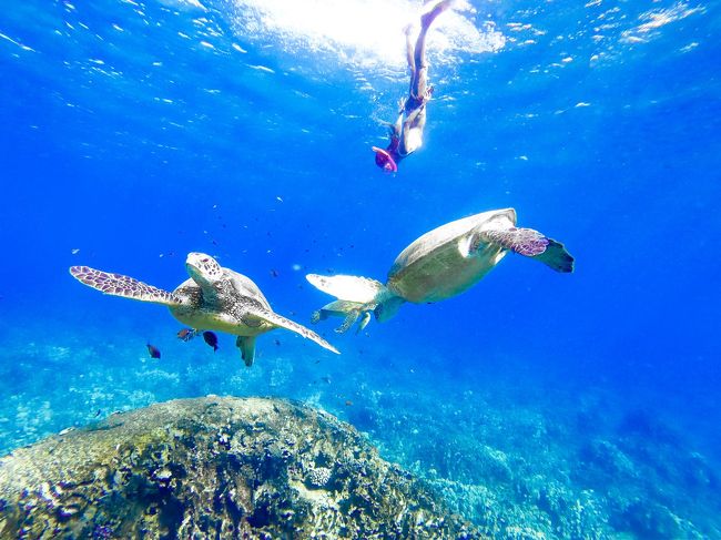 ハワイ.オアフに6泊8日。<br />ハワイの西の海で、車で朝一行くと浅瀬から泳いでイルカやウミガメ、この日はアザラシ、クジラもいました。