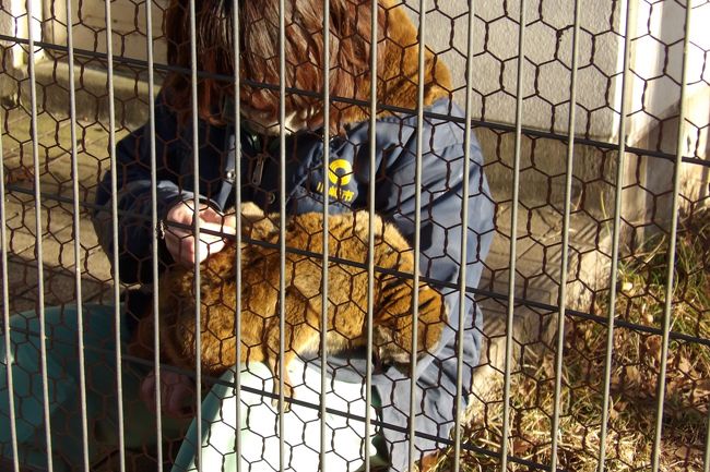 　織の中の日なたで飼育員がブラウンキツネザルの子供のこしあんの毛繕いをしてあげている。元々、こうした猿類では仲間同士の毛繕いは仲良く暮らして行くためのコミュニケーション手段である。<br />　ブラウンキツネザルのこしあんは平成28年（2016年）生まれである。母親の母乳が出なかったために、職員が人工哺育で育てられた。群れに入れても逃げ回ったり、他のブラウンキツネザルからいじめられたりされるので、今はこしあんだけを1匹だけで飼育している。そのため、毛繕いしてくれる相手がいないのだ。それで飼育員が手が空いた時に毛繕いしているのだという。毎日毛繕いをしてやりたいのがだ、毎日とはいかないようだ。<br />　まるで、人間であれば登校拒否や引き籠りのようなものであろうか？人であれサルであれ、霊長類は悩み多き動物に違いない。<br />（表紙写真は飼育員に毛繕いしてもらうブラウンキツネザルのこしあん）