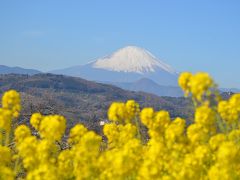 吾妻山公園　菜の花と富士山