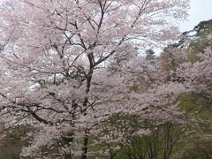 江戸彼岸桜を見に妙見山へ