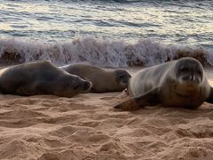 Hawaiian monk seal