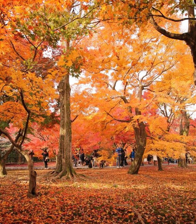 紅葉のシーズン、京都は観光客でごったがえします。世界中から集合!という感じです。<br />私は、それを巧みにかわしながら紅葉を鑑賞を続けた結果、№１と言われる東福寺が残ってしまいました。<br />覚悟を決めて開門時間前に行くと、案の定、既に長蛇の列。うんざりしながら入りましたが・・・<br />確かにここは京都一です！　関西の紅葉の名所は殆ど訪問していますので間違いなく関西一です。<br />景色全体がオレンジ色のフィルターを通したように見えるのです。有名な通天橋以外にも素晴らしい紅葉を見ることができます。できることなら平日の朝イチに行かれるのが良いでしょう。でも休日、ごった返していても当然美しさは変わりません。<br />やっぱり一度は訪れるべきところですね。