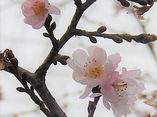 1月12日、午後2時頃にふじみ野市西鶴ケ岡地区を散策しました。　目的は十月桜の観察です。　この日は曇りでかなり寒い日でしたが十月桜は健気に美しく咲いていました。<br /><br /><br /><br />＊写真は美しかった十月桜