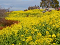 「　吾妻山　菜の花ウォッチング　」2019