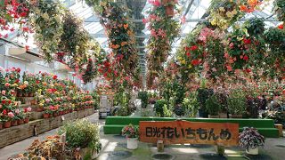 塩原温泉に行きました。「新生姜ミュージアムと花・植物・紅葉観覧に中塩原湯巡りの旅」(2018.11・湯宿梅川荘)  part3