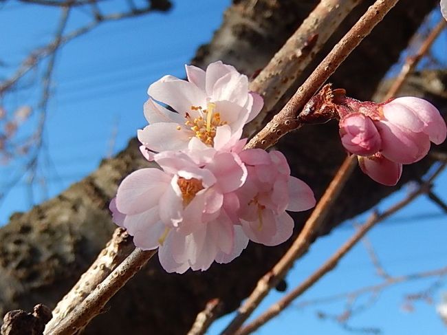 1月13日、午後1時40分過ぎにふじみ野市にある亀久保西公園に行き、その後の冬桜の観察をしました。　相変わらず美しく咲いていました。　11本ある樹には花の咲き方に時間のずれがありますが現在の所、6本の樹はこれからも咲き続けるような勢いがありました。<br /><br /><br />＊写真は観察した冬桜