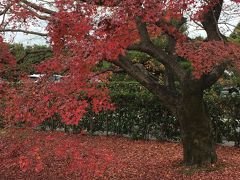 12月の紅葉　初冬の京都1泊2日旅　桂離宮／嵐山編