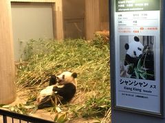 2019ジャイアントパンダ観覧記録 やっと起きているシャンシャンに会えました☆上野動物園