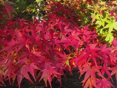 紅葉狩り　2018　高尾・槇尾・栂尾　三尾めぐり　