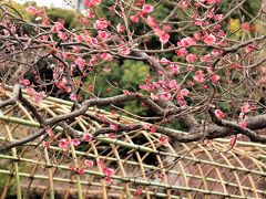 向島百花園には静かに春がやってきています♪